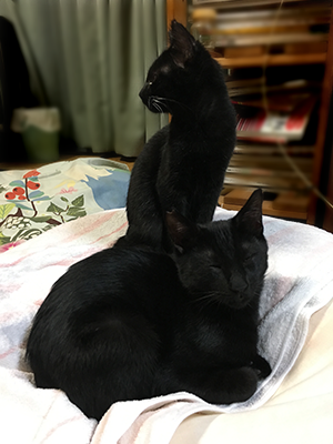 初日のちまきとあられ