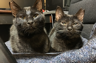 ちまきとあられ