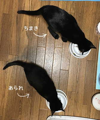 シンクロ黒猫