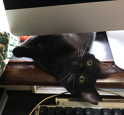 PCモニターの下からあられ登場