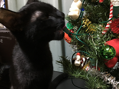 クリスマスツリーねこパニック