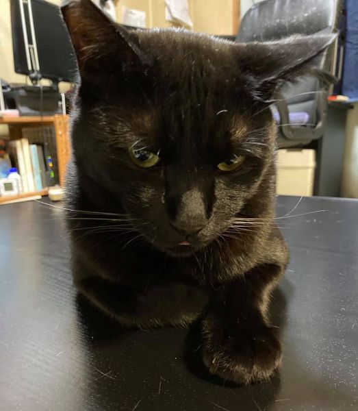 117827878_1231760113823375_5794413941273408422_n