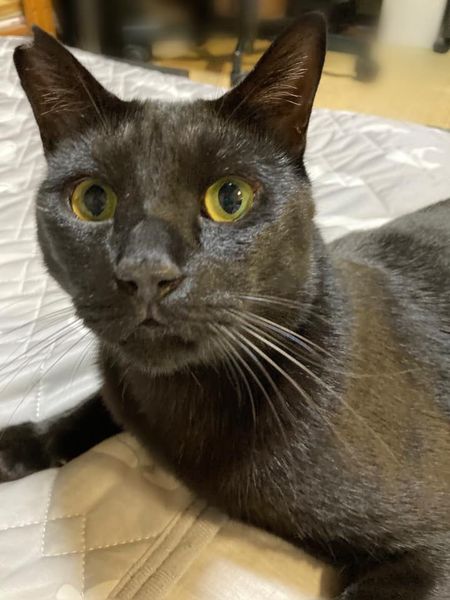 118085122_1234321046900615_8796491376780715630_n