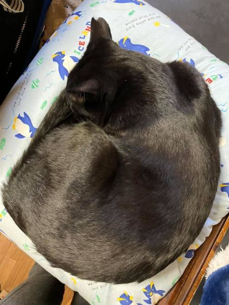 127460700_1313920272274025_8802983932739244165_n