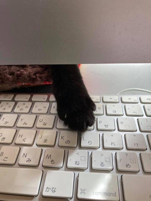 132129401_1333531183646267_1146193637777590851_n