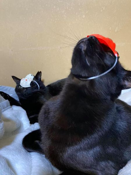 145022324_1374264756239576_5254776063336777608_n