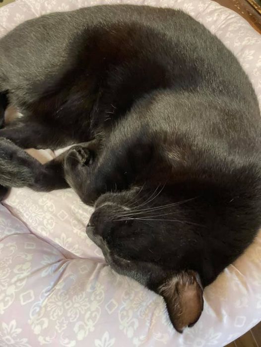 240499440_1508976506101733_9117186183509728536_n