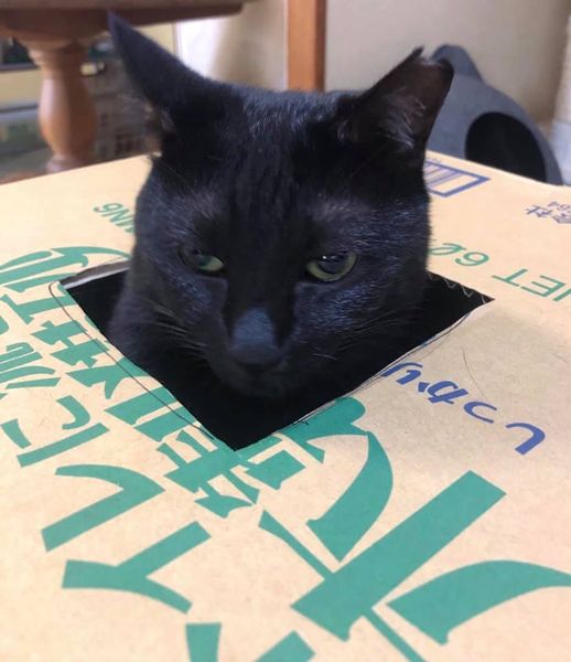 85172124_1168515940147793_4919761814956277760_n