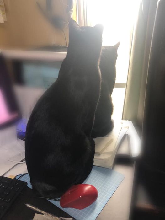 96416221_1152726308393423_8982811275088101376_n