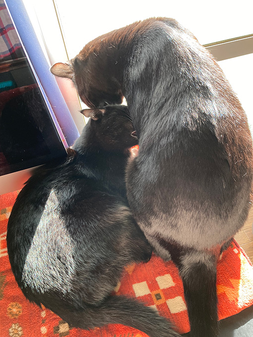 場所の取り合い