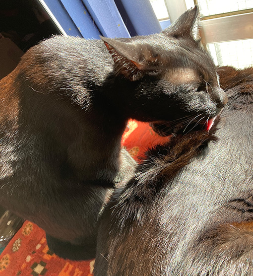 あられ、がんばる