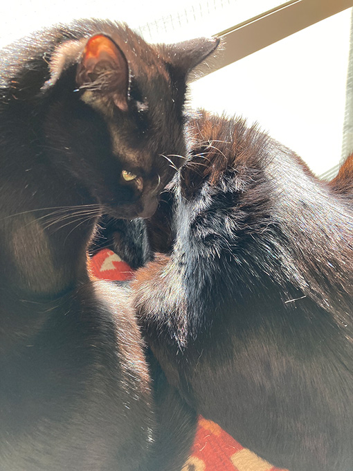 あられ、負ける