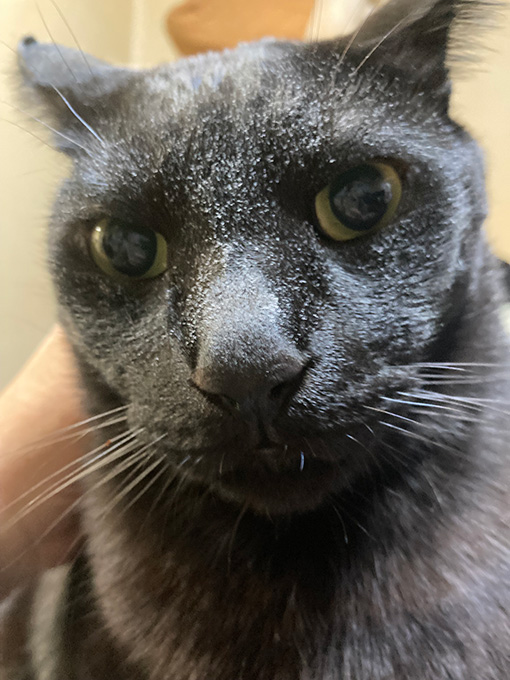 白いけど冷たくないよ