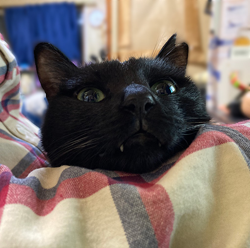 あられは腕枕？