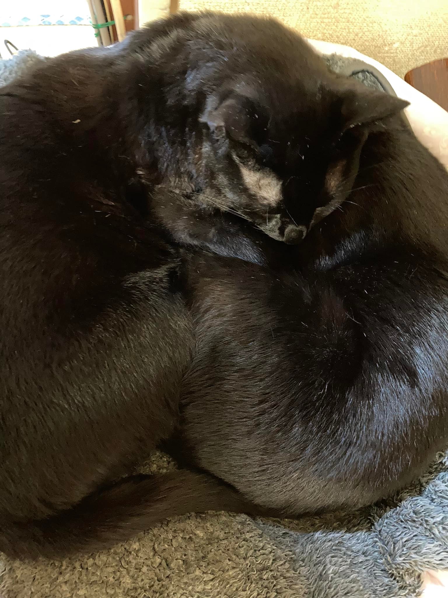 今日のくろねこ