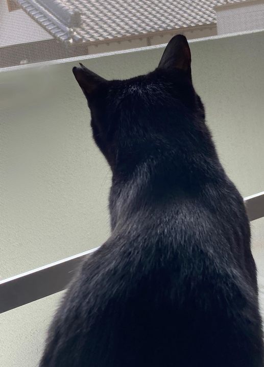 今日のくろねこ　あられ