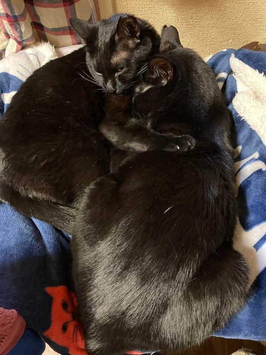 今日のくろねこ　ぎゅっ