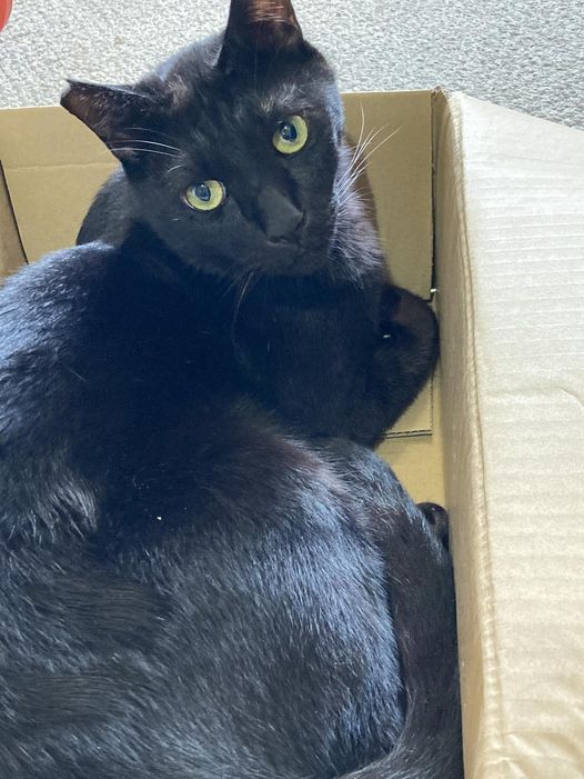 今日のくろねこ　そこに箱があるから