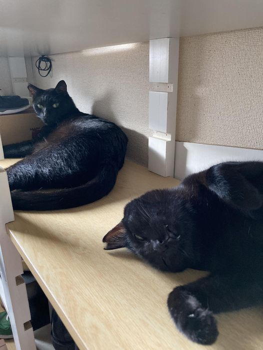 今日のくろねこ　縦列駐車