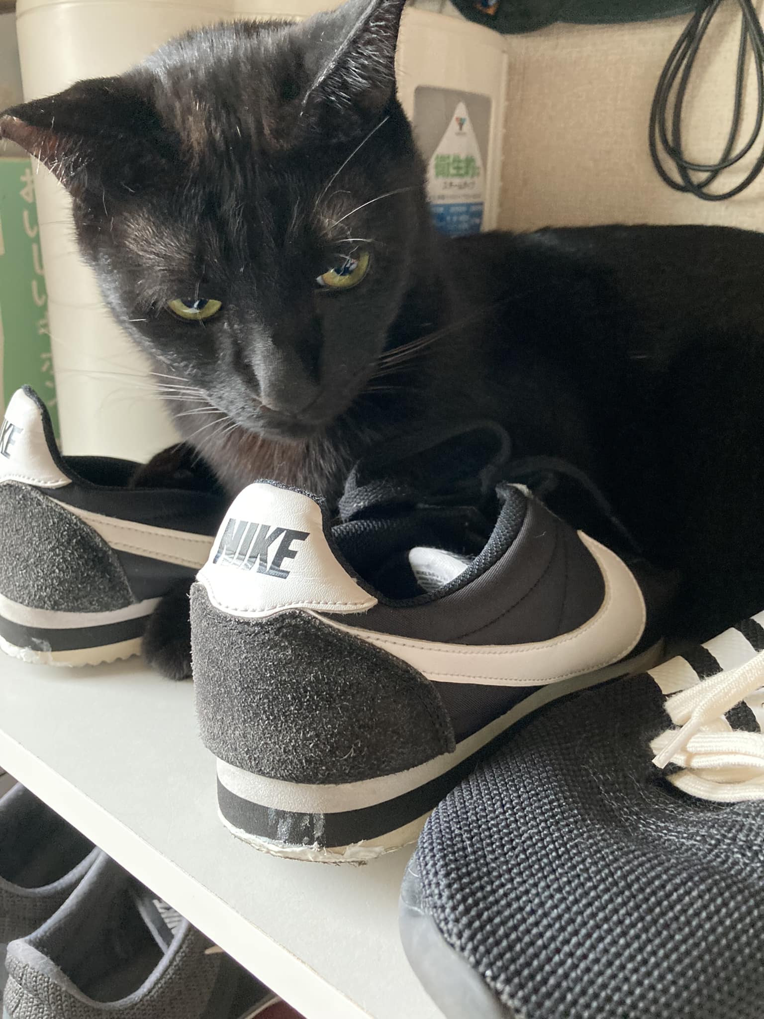 今日のくろねこ　靴