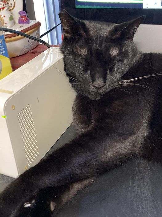 今日のくろねこ　枕はハードディスク