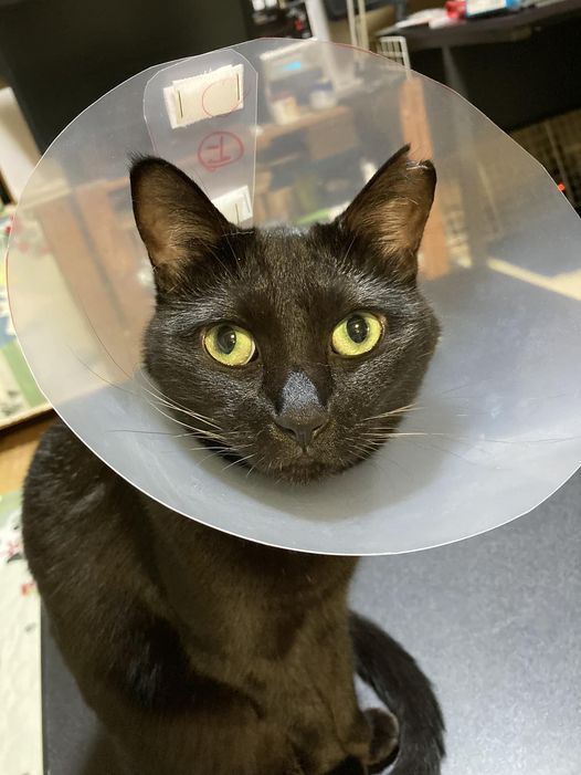 今日のくろねこ　エリザベスカラー