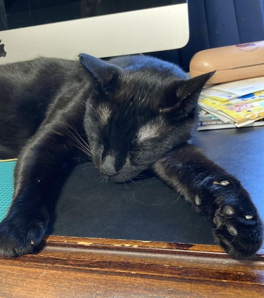 今日のくろねこ2　犯人か⁈