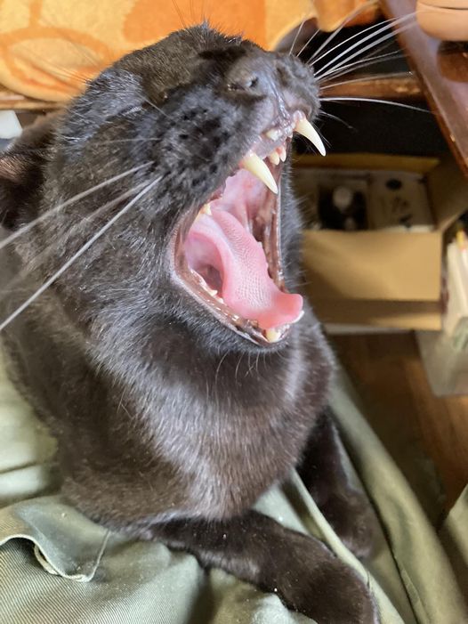 今日のくろねこ　膝に乗ってる