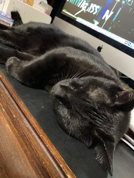 今日のくろねこ　シャンプー疲れ