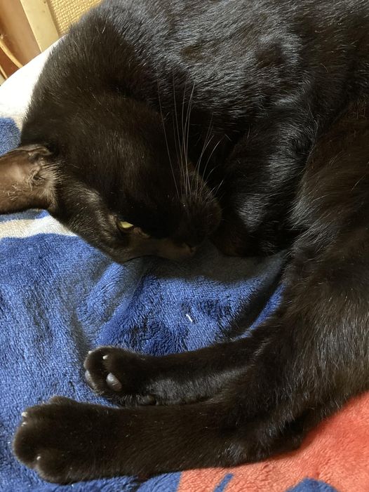 とぐろ巻くくろねこ