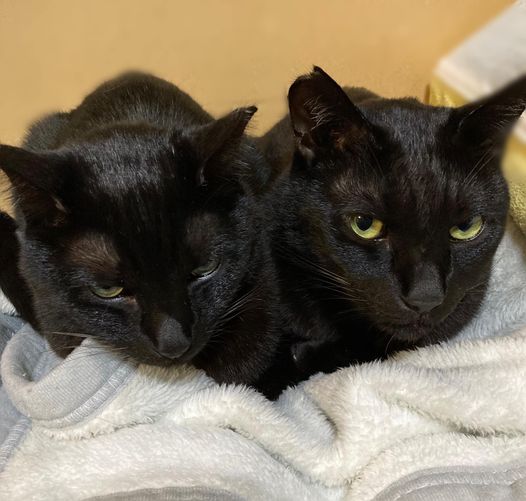 毛布の取り合い