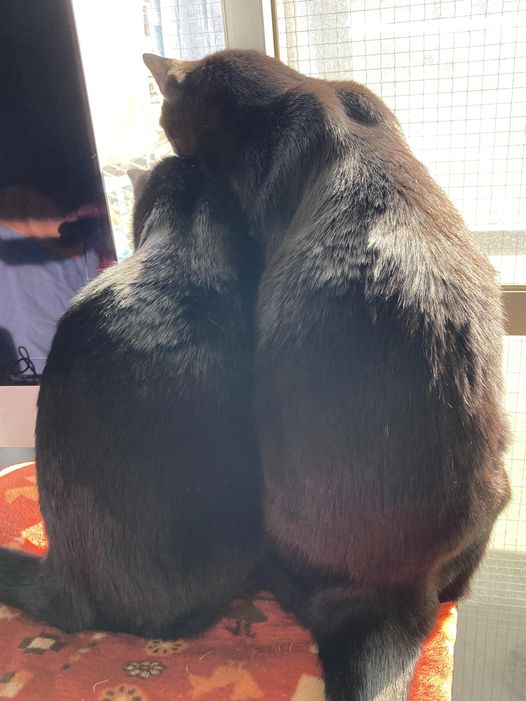 EVEの朝にニャルソック