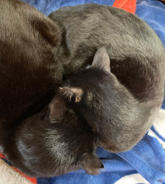 くっつくとあったかいね