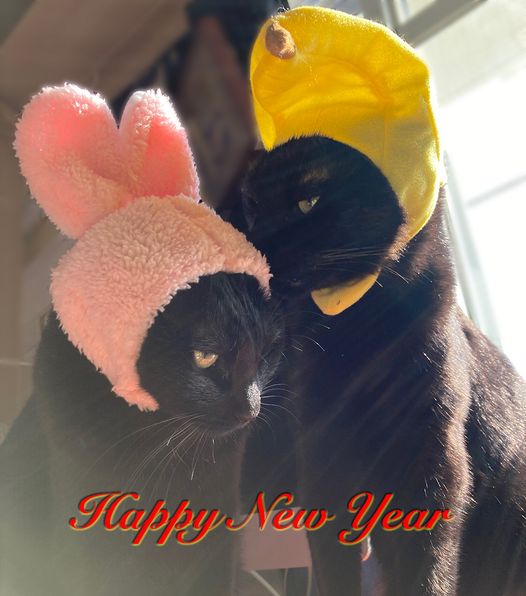 元旦のくろねこ