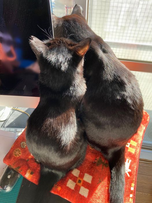 大晦日のくろねこ