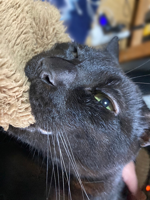 ウットリのちまき