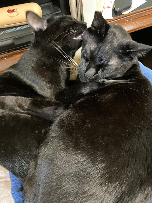 あられ、ちまきをベロベロ