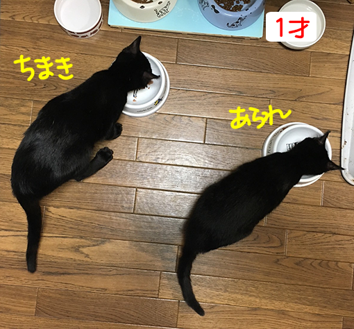 ちまきとあられ　1才