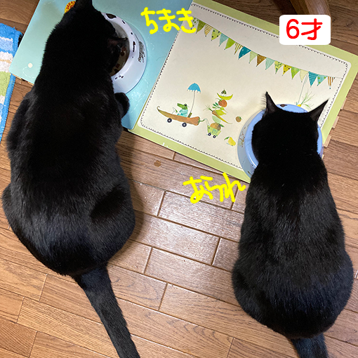 ちまきとあられ　6才