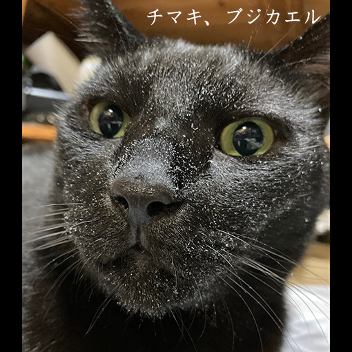 チマキ、ブジカエル