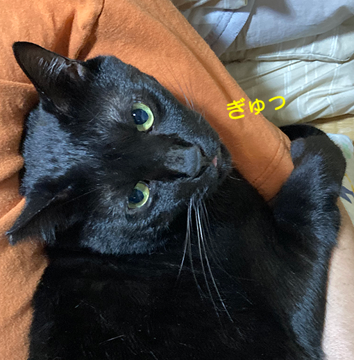 ちまき、腕にぎゅっ