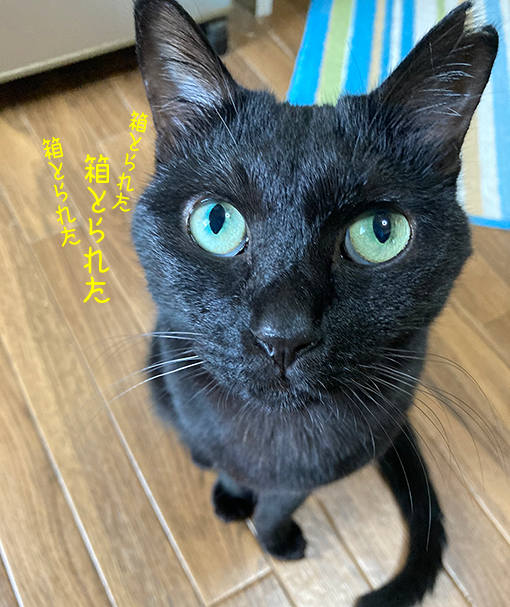 箱とられたあられ