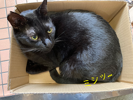 狭い箱に満足のちまき