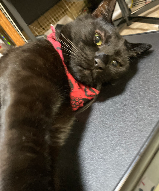 ちまき、右ストレート