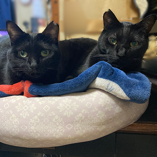 もふもふの季節到来