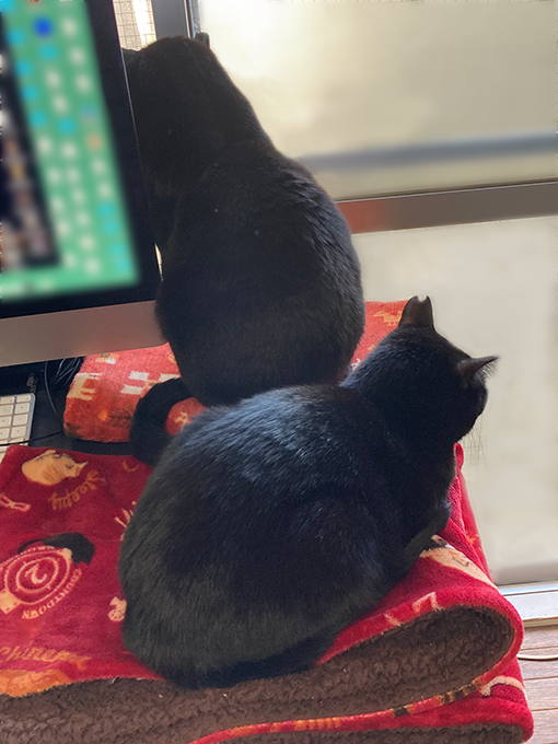 くろねこ兄妹のもふもふ休日