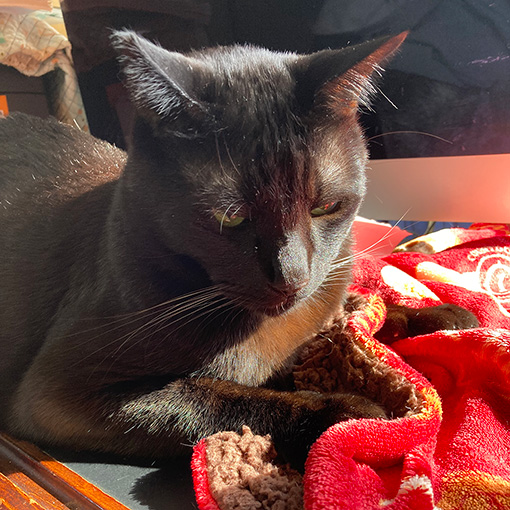 まったり猫びよりちまき