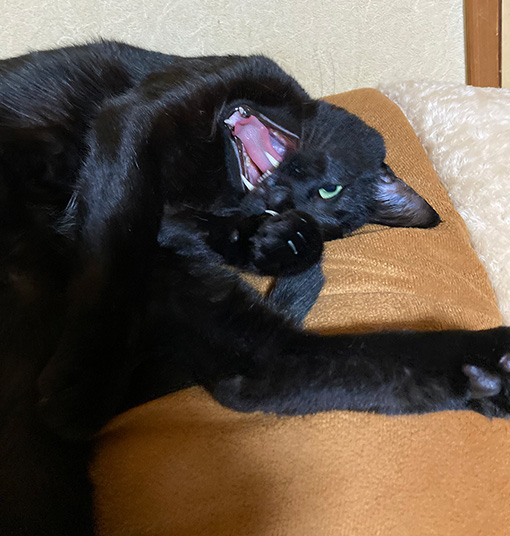 大晦日のあられ