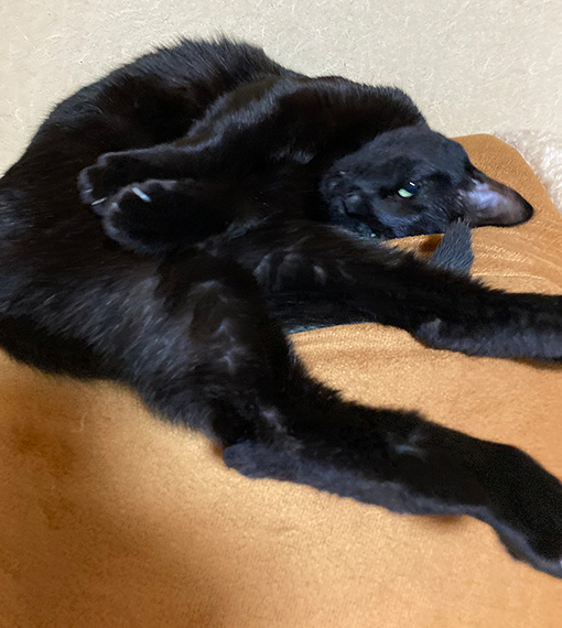 大晦日のあられ