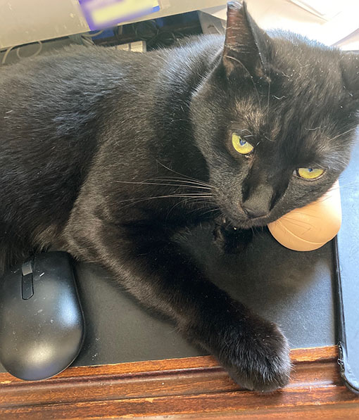 枕は眼鏡ケース